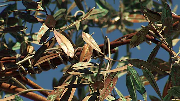 olivenbaum spirituelle bedeutung