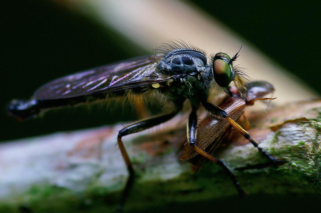 fliegen spirituelle bedeutung