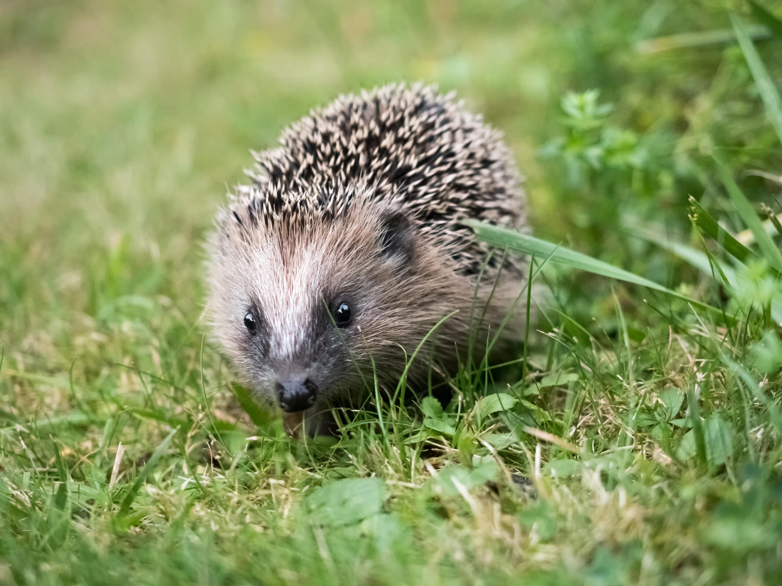 igel bedeutung spirituell