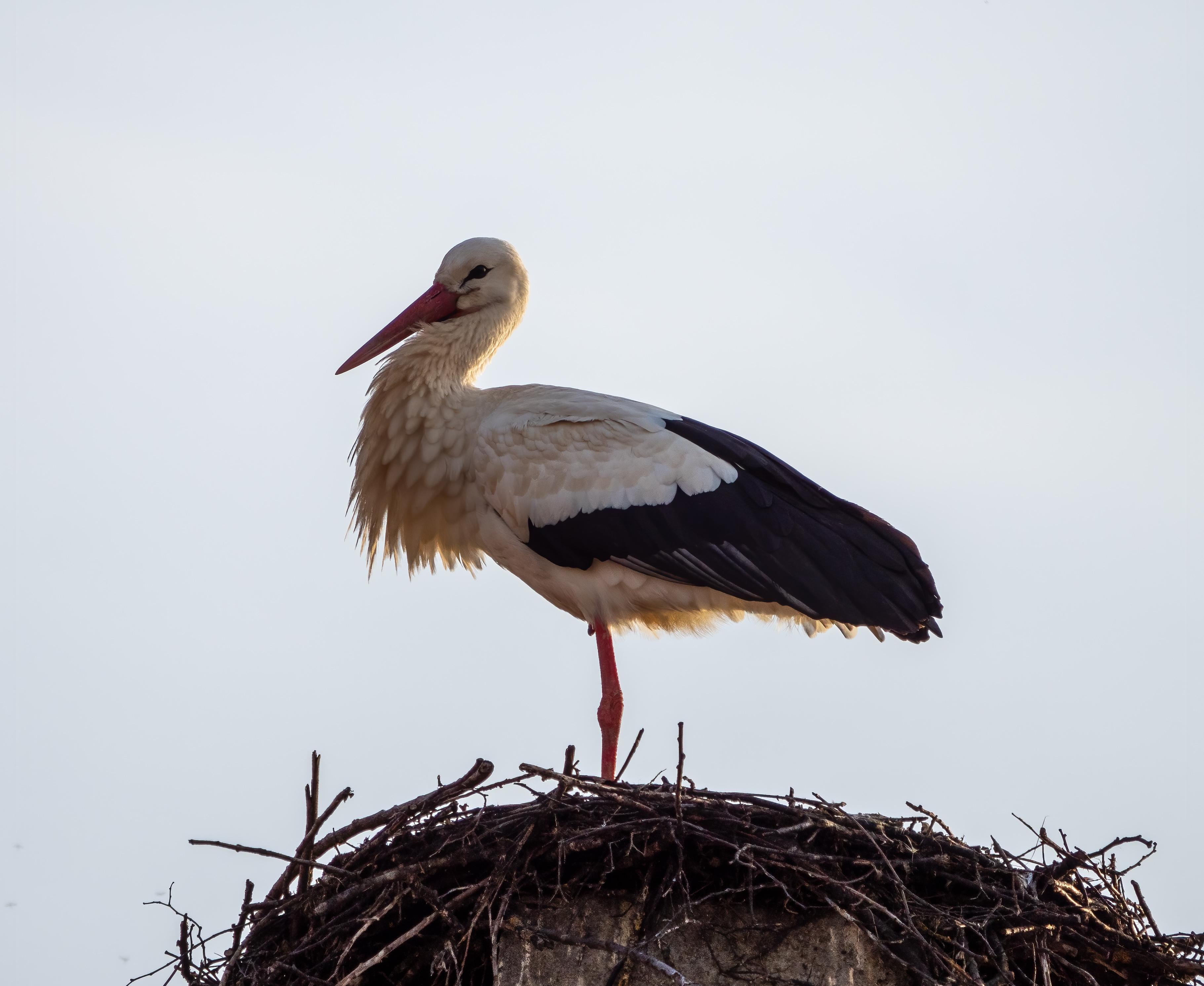 Der Storch und seine Verbindung zur Fruchtbarkeit