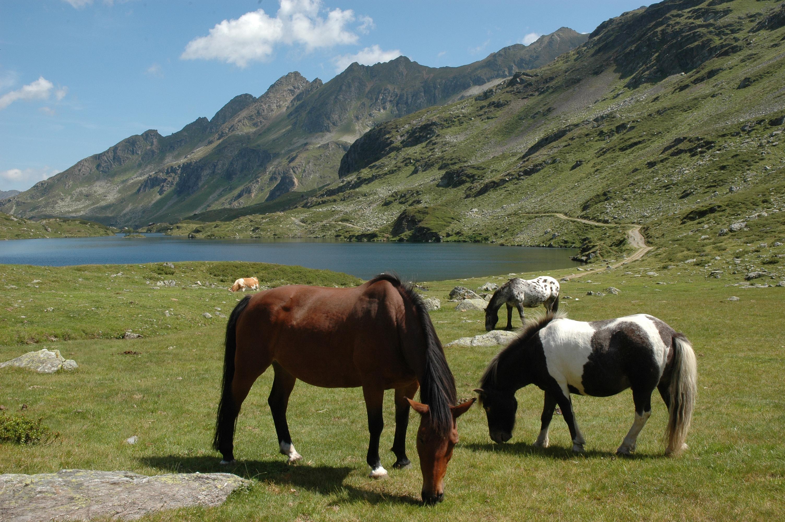 3. Pferde als spirituelle Begleiter: Eine wertvolle‍ Quelle der Selbsterkenntnis
